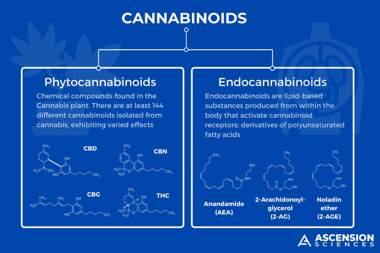 [Infographic] Phytocannabinoids Vs Endocannabinoids | Ascension Sciences